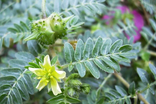 tribulus-natural-brasil