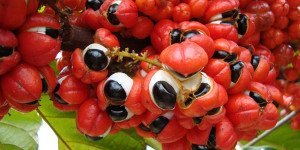 10 benefícios incríveis do Guaraná para saúde