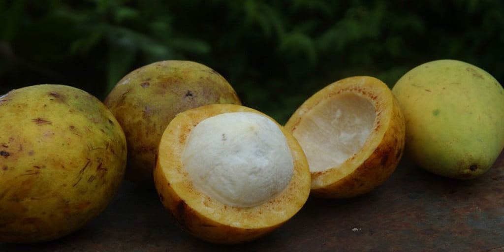 Bacuri: fruta benéfica para tratar inflamações e colesterol