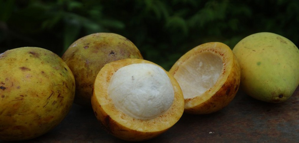Bacuri: fruta benéfica para tratar inflamações e colesterol