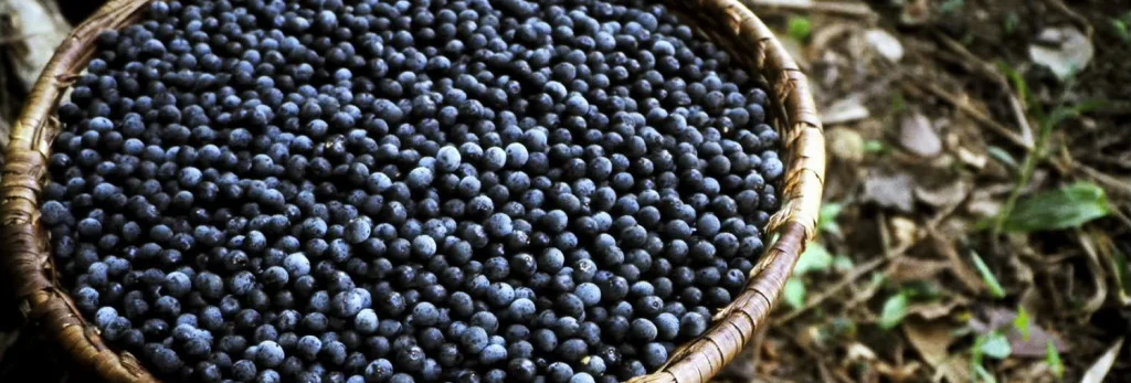Banner açai natural brasil